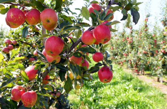 Polskie Jabłka – Złoto Sadów! Dlaczego Smakują Najlepiej na Świecie?