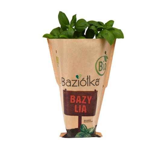 BAZIÓŁKA Bazylia BIO